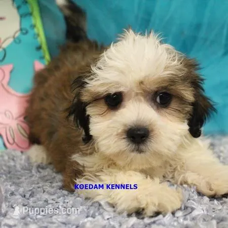 Noel Female 1 – Shichon puppy for sale in Rock Rapids, IA