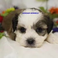 Noel Female 1, a female Shichon for sale in Rock Rapids, IA – Photo 2 of 4