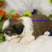 Noel Female 1, a female Shichon for sale in Rock Rapids, IA – Photo 3 of 4