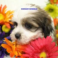 Noel Female 1, a female Shichon for sale in Rock Rapids, IA – Photo 4 of 4