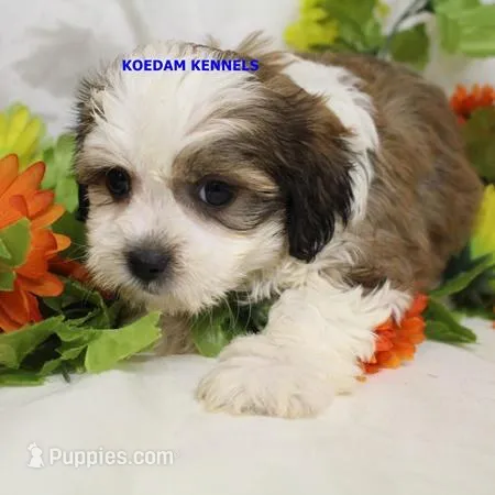 Noel Female 1 – Shichon puppy for sale in Rock Rapids, IA