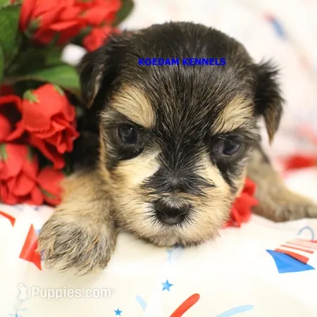 Pumpkin Female 2 – Morkie puppy for sale in Rock Rapids, IA