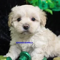 Smolder Female 2, a female Maltipoo for sale in Rock Rapids, IA – Photo 1 of 4