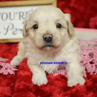 Smolder Female 2, a female Maltipoo for sale in Rock Rapids, IA – Photo 2 of 4