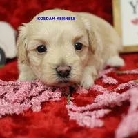 Smolder Female 2, a female Maltipoo for sale in Rock Rapids, IA – Photo 3 of 4