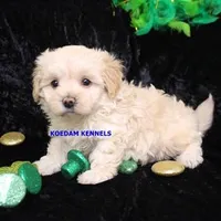 Smolder Female 2, a female Maltipoo for sale in Rock Rapids, IA – Photo 4 of 4