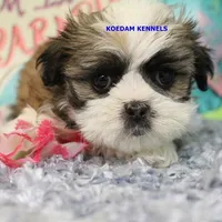 Firework Female 3, a female Mal Shi for sale in Rock Rapids, IA – 1 of 2