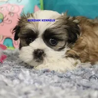 Firework Female 3, a female Mal Shi for sale in Rock Rapids, IA – 2 of 2