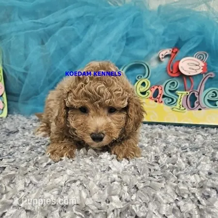 Cass Male 2 – Poochon puppy for sale in Rock Rapids, IA