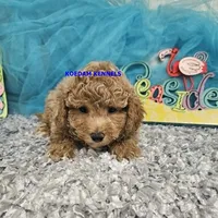 Cass Male 2, a male Poochon for sale in Rock Rapids, IA – 2 of 4