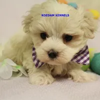 Piper Male 2, a male Maltese for sale in Rock Rapids, IA – Photo 2 of 4