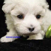 Piper Male 2, a male Maltese for sale in Rock Rapids, IA – Photo 1 of 2