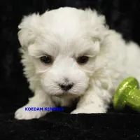Piper Male 2, a male Maltese for sale in Rock Rapids, IA – Photo 2 of 2