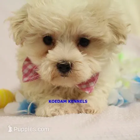 Piper Male 2 – Maltese puppy for sale in Rock Rapids, IA