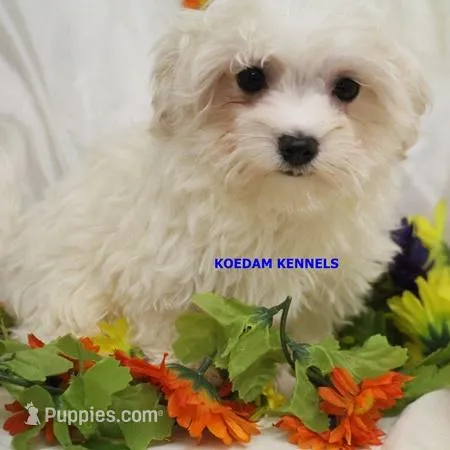 Piper Male 2 – Maltese puppy for sale in Rock Rapids, IA