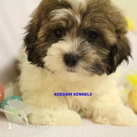 Glory Female 2 – Shichon puppy for sale in Rock Rapids, IA