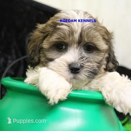 Glory Female 2, a female Shichon for sale in Rock Rapids, IA – Photo 1 of 2