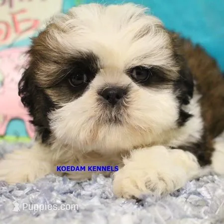 Luisa Female 1 – Shih Tzu puppy for sale in Rock Rapids, IA