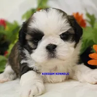 Luisa Female 1, a female Shih Tzu for sale in Rock Rapids, IA – Photo 1 of 2