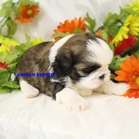Luisa Female 1, a female Shih Tzu for sale in Rock Rapids, IA – Photo 2 of 2