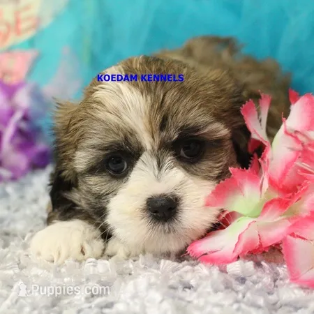 Valentine Female 2 – Mal Shi puppy for sale in Rock Rapids, IA