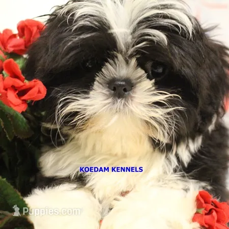 Luisa Male 2 – Shih Tzu puppy for sale in Rock Rapids, IA
