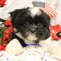 Zulu Male 3, a male Shih Tzu for sale in Rock Rapids, IA – 6 of 6