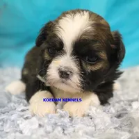Zulu Female, a female Shih Tzu for sale in Rock Rapids, IA – 1 of 2