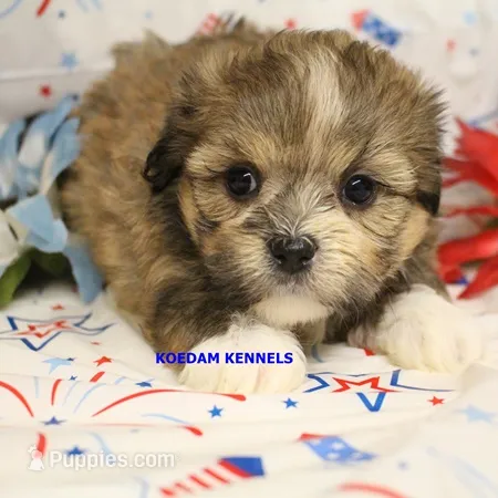Tickles Female 4 – Mal Shi puppy for sale in Rock Rapids, IA