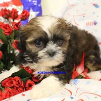 Zulu Female, a female Shih Tzu for sale in Rock Rapids, IA – 6 of 6