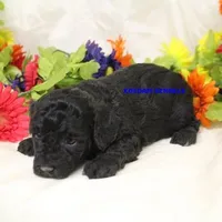 Cass Female 2, a female Poochon for sale in Rock Rapids, IA – 2 of 2