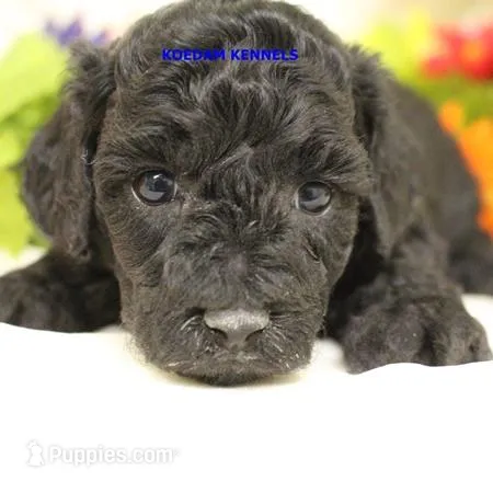Cass Female 2 – Poochon puppy for sale in Rock Rapids, IA