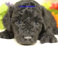Cass Female 2, a female Poochon for sale in Rock Rapids, IA – 1 of 2