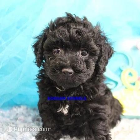 Cass Female 2 – Poochon puppy for sale in Rock Rapids, IA