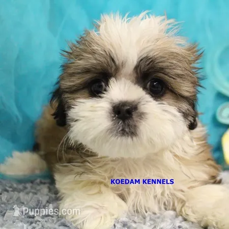 Firework Female 3 – Mal Shi puppy for sale in Rock Rapids, IA