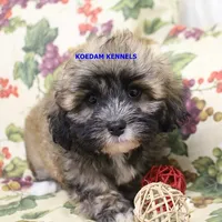 Eris Female 2, a female Shihpoo for sale in Rock Rapids, IA – 5 of 5