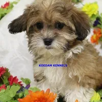 Lynx Female 2, a male Shichon for sale in Rock Rapids, IA – Photo 2 of 2