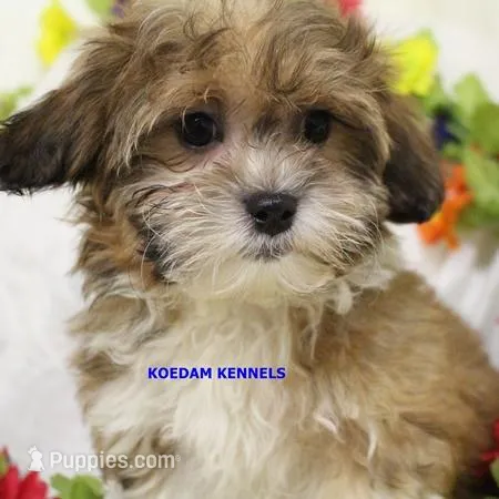 Lynx Female 2 – Shichon puppy for sale in Rock Rapids, IA