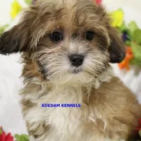 Lynx Female 2, a male Shichon for sale in Rock Rapids, IA – Photo 1 of 2