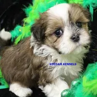 Wiggles Female 1, a female Mal Shi for sale in Rock Rapids, IA – Photo 4 of 4