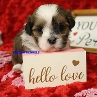 Wiggles Female 1, a female Mal Shi for sale in Rock Rapids, IA – Photo 2 of 4