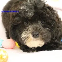 Mal Male 4, a male Shih Tzu and Poodle - Toy  for sale in Rock Rapids, IA – Photo 1 of 3