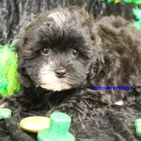 Mal Male 4, a male Shih Tzu and Poodle - Toy  for sale in Rock Rapids, IA – Photo 1 of 2