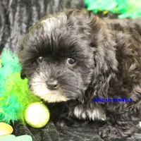 Mal Male 4, a male Shih Tzu and Poodle - Toy  for sale in Rock Rapids, IA – Photo 3 of 3