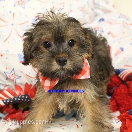 Winter Male 2 – Shorkie puppy for sale in Rock Rapids, IA