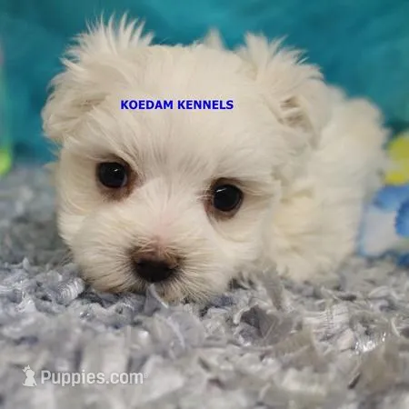 Patty Male – Maltese puppy for sale in Rock Rapids, IA