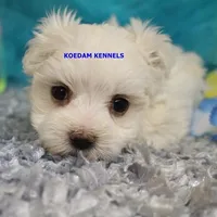 Patty Male, a female Maltese for sale in Rock Rapids, IA – 1 of 4