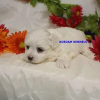Patty Male, a female Maltese for sale in Rock Rapids, IA – 3 of 4