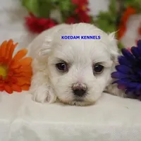 Patty Male, a female Maltese for sale in Rock Rapids, IA – 2 of 4