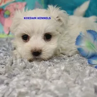 Patty Male, a female Maltese for sale in Rock Rapids, IA – 4 of 4